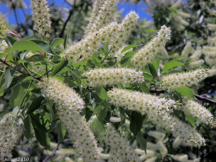 Обыкновенная черёмуха