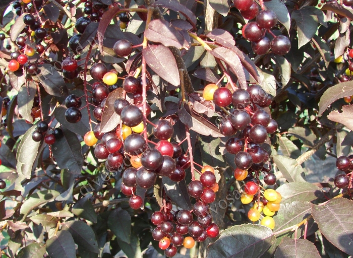 Черемуха обыкновенная краснолистная