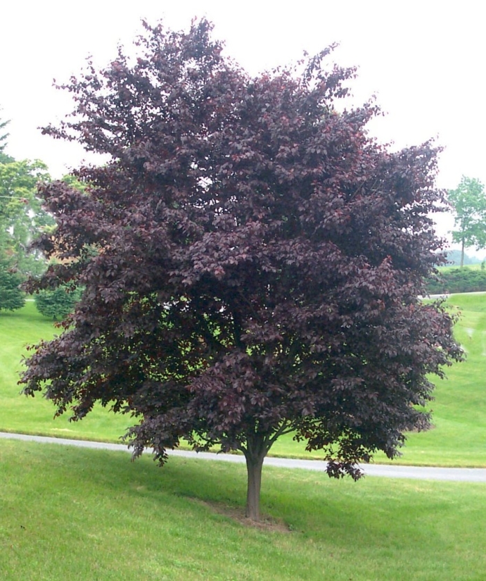 Слива краснолистная нигра