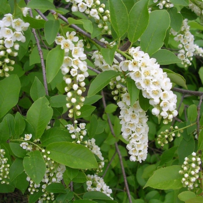 Виргинская черемуха