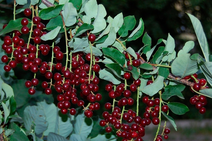 Черемуха красная виргинская