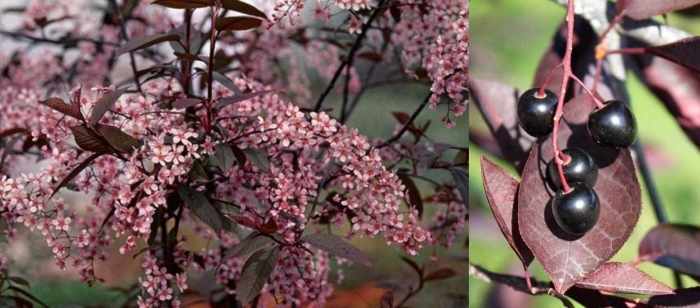 Черемуха краснолистная