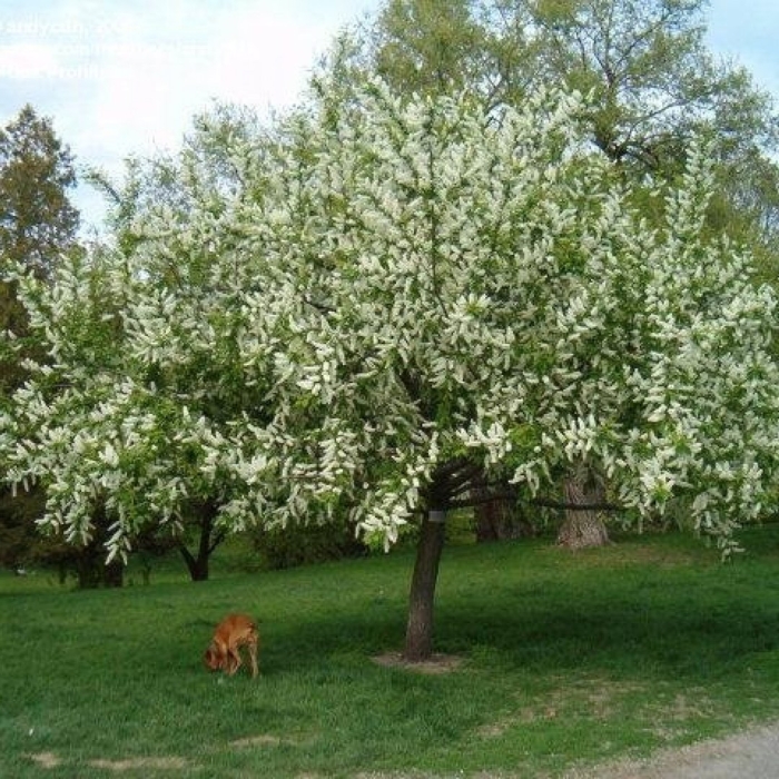 Черемуха виргинская prunus virginiana