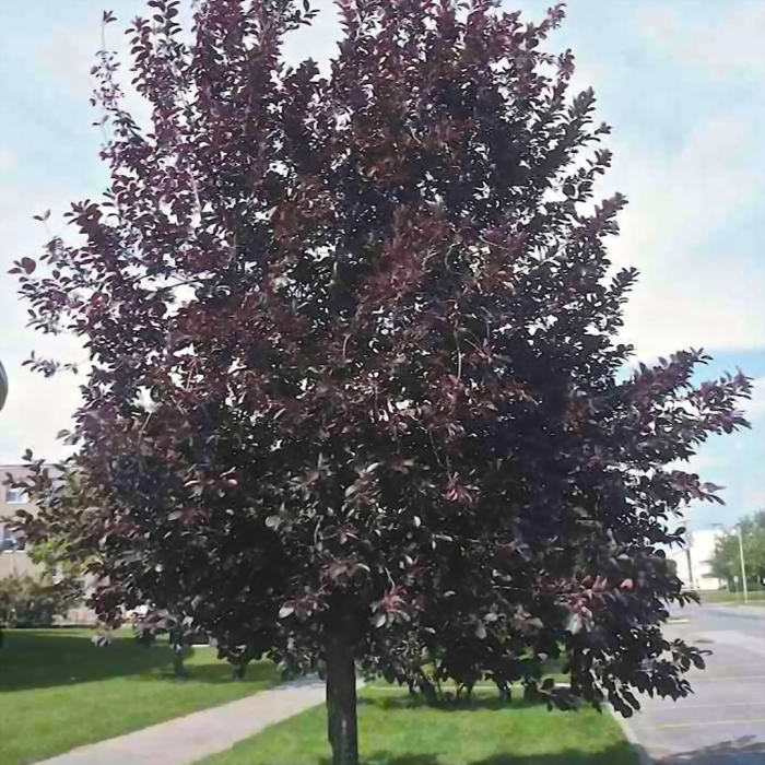 Черемуха виргинская шуберт