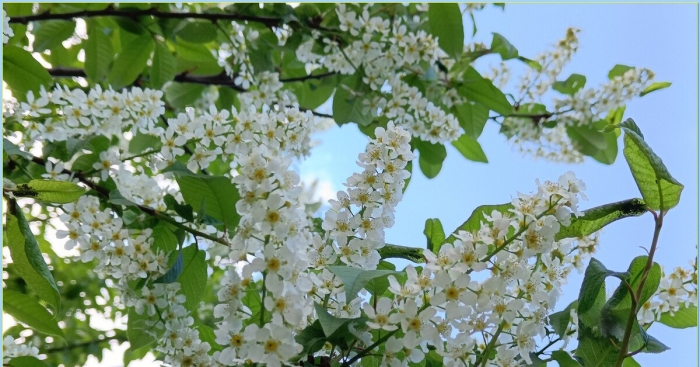 Черемуха обыкновенная цветет