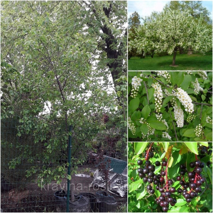 Черемуха обыкновенная