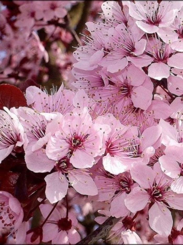 Черёмуха виргинская shubert