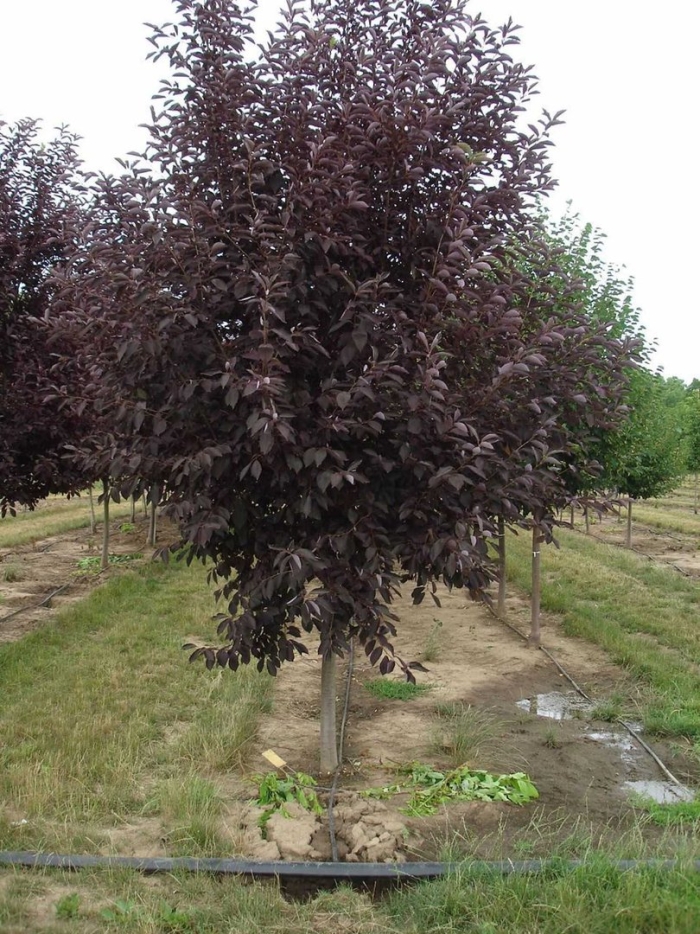 Черемуха виргинская краснолистная