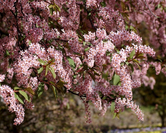 Черемуха колората