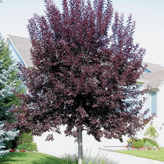 Черемуха краснолистная сибирская красавица