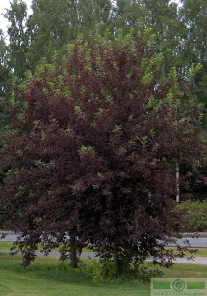 Черемуха краснолистая  сибирская красавица