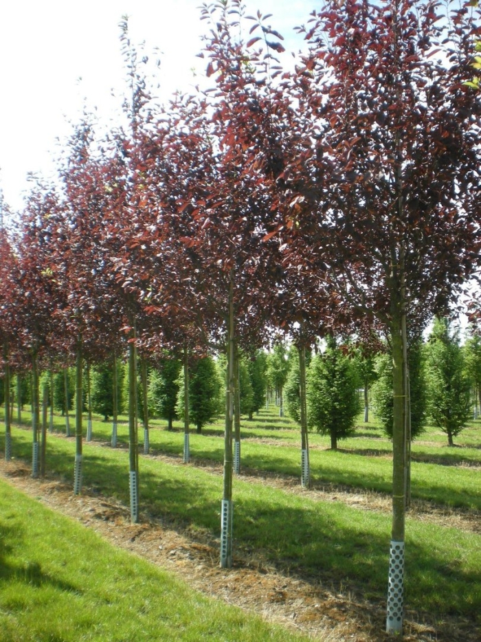 Черемуха краснолистная канада ред