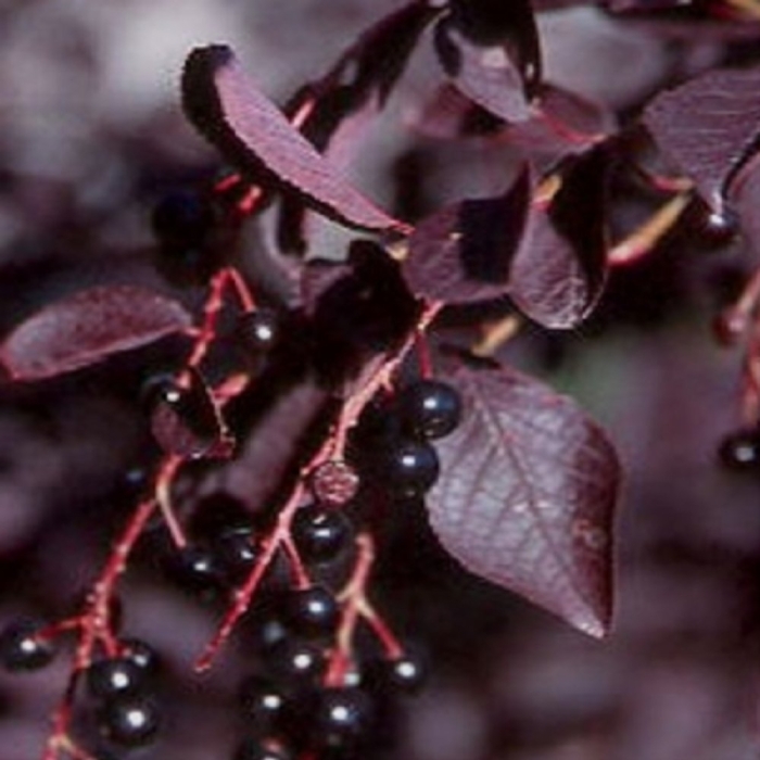 Черемуха prunus padus