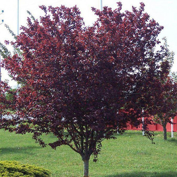 Слива краснолистная писсарди