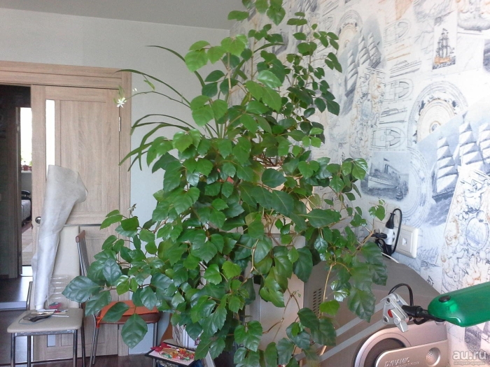 Циссус лиана