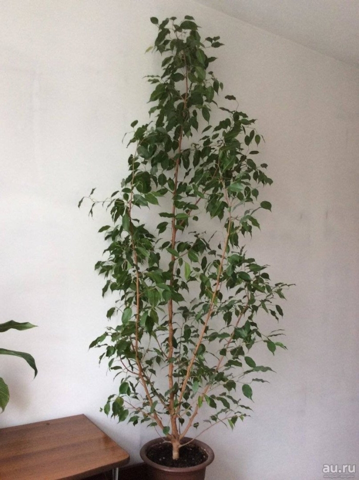 Фикус бенджамина береза
