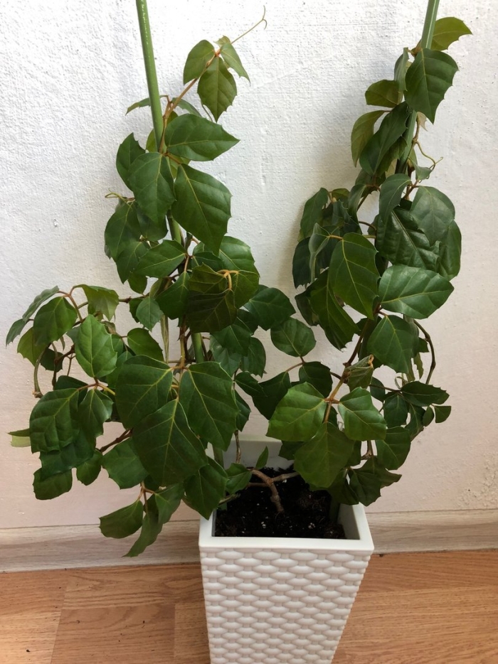 Циссус ромболистный