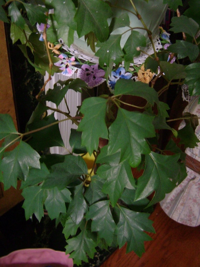 Циссус ромболистный