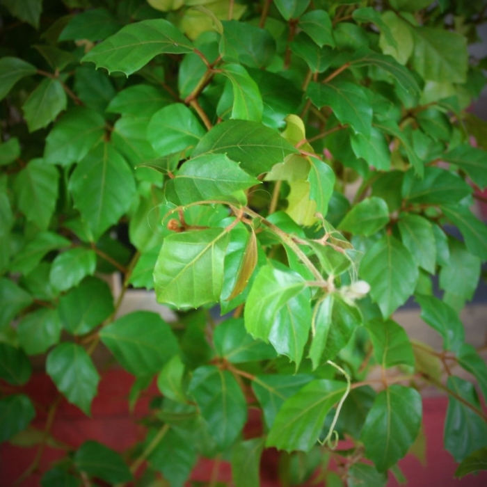 Цветок циссус березка