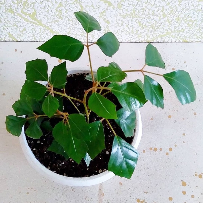 Роициссус капский