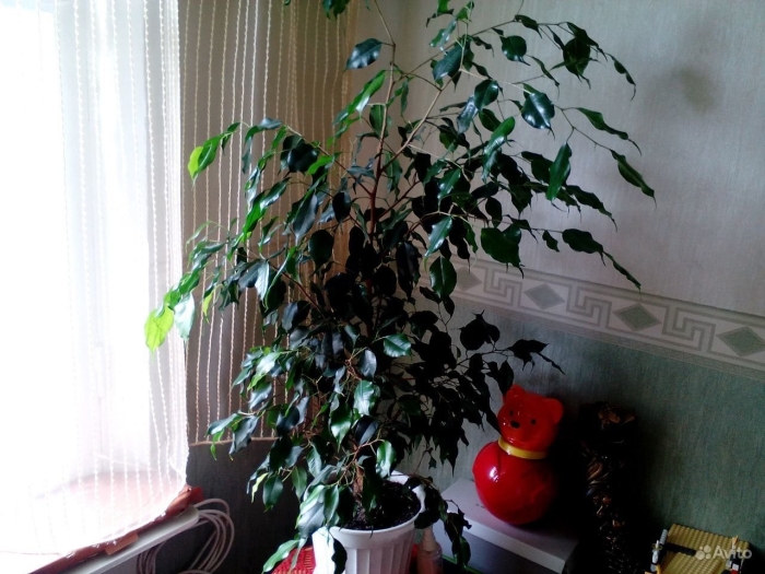 Фикус березка