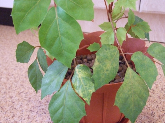 Роициссус березка