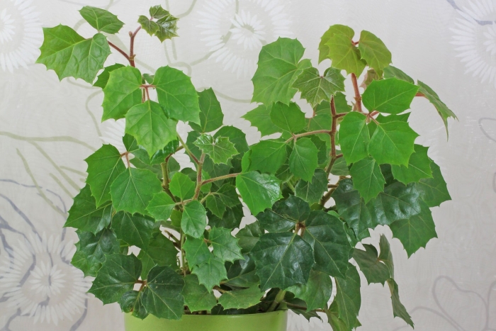 Циссус арктический