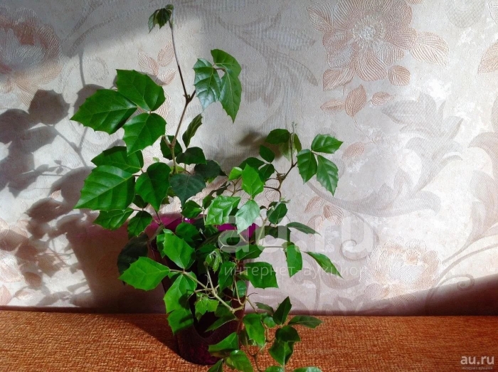 Комнатное растение березка