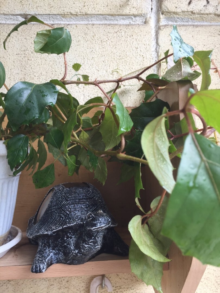 Цветок березка комнатная