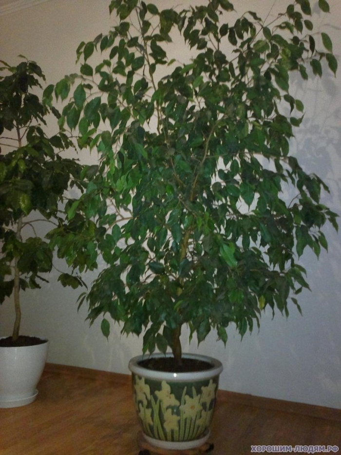 Фикус бенджамина березка
