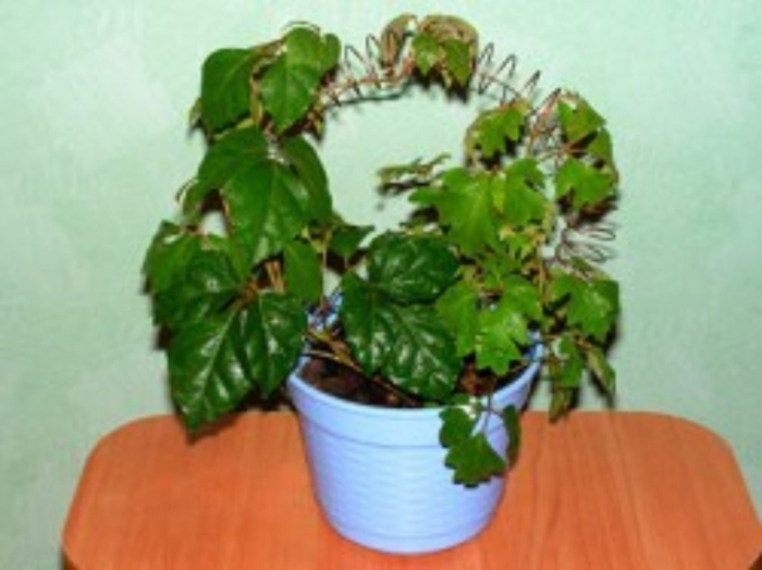 Циссус лиана