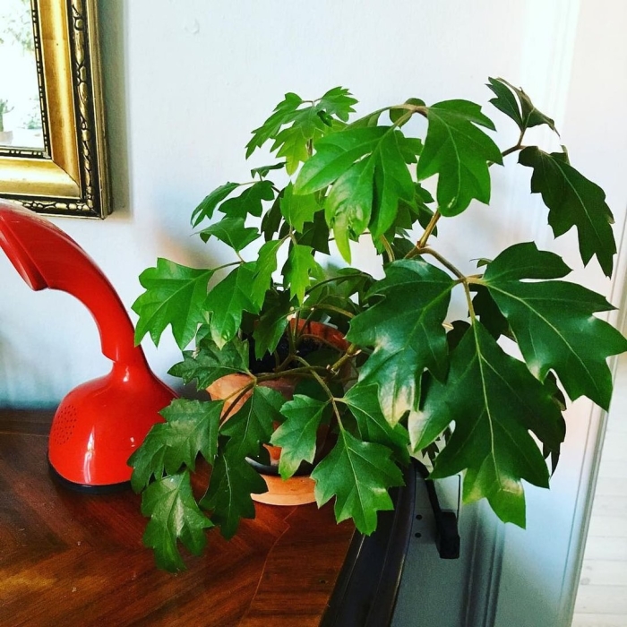 Роициссус березка