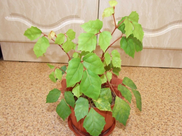 Роициссус березка