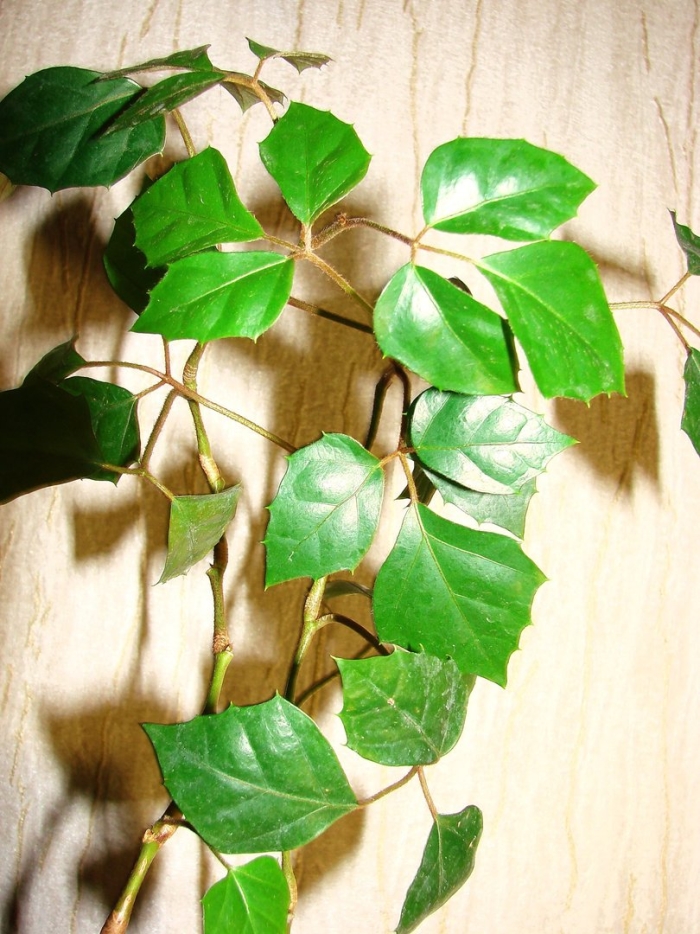 Роициссус березка