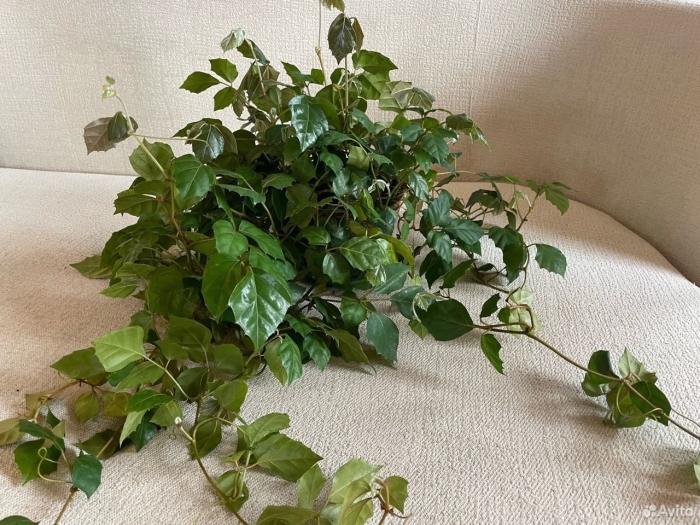 Циссус комнатный