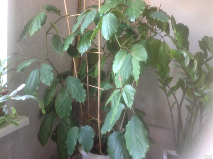 Тетрастигма вуанье