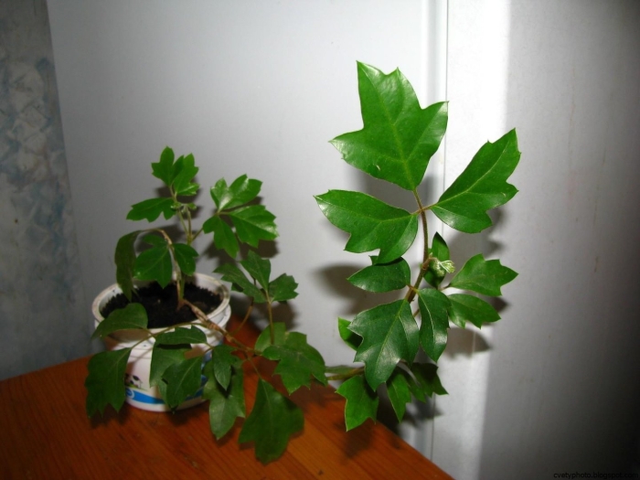 Циссус ромболистный элен даника