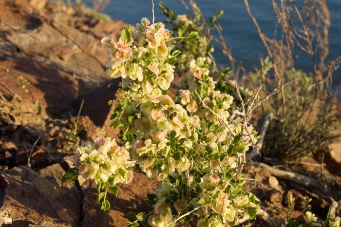 Курчавка кустарниковая