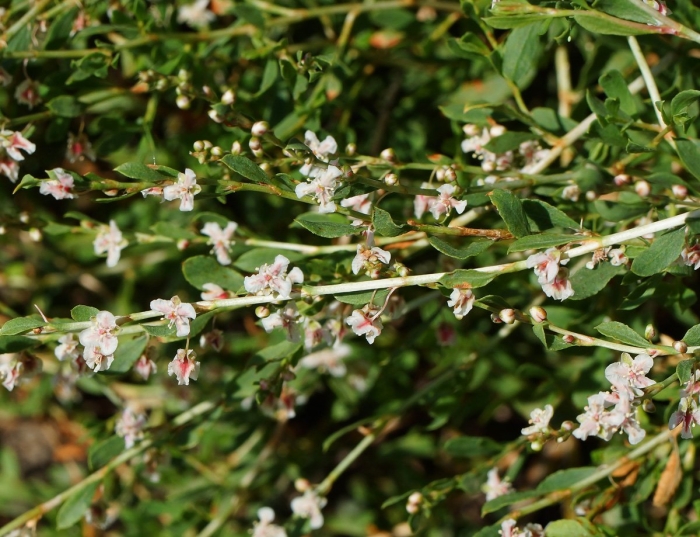 Atraphaxis laetevirens