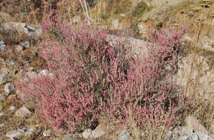 Salsola tragus