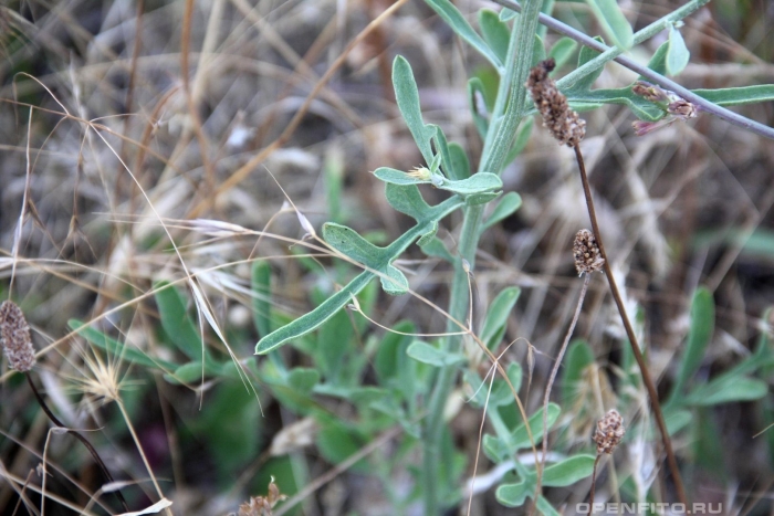 Halimione pedunculata