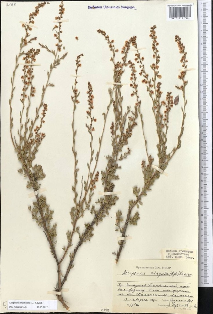 Полынь баргузинская — artemisia bargusinensis