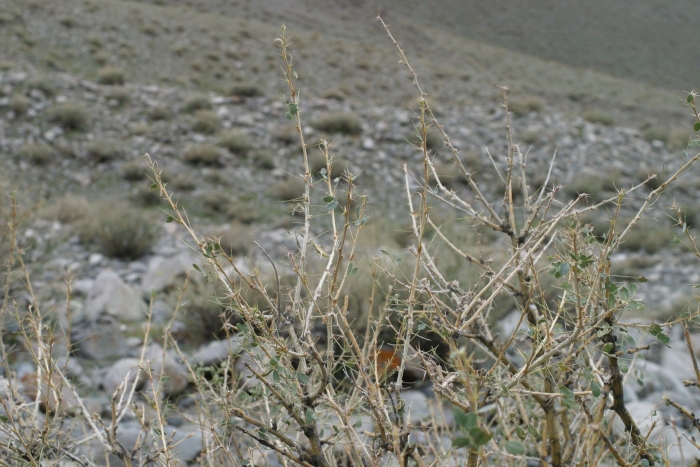 Карагана чилига