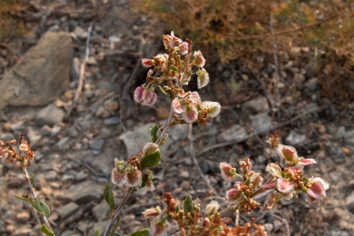 Atraphaxis frutescens