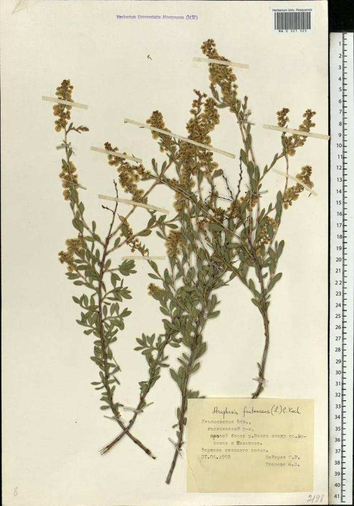 Марь сизая (chenopodium glaucum)