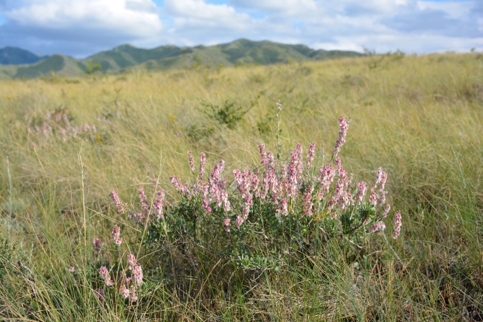 Курчавка кустарниковая