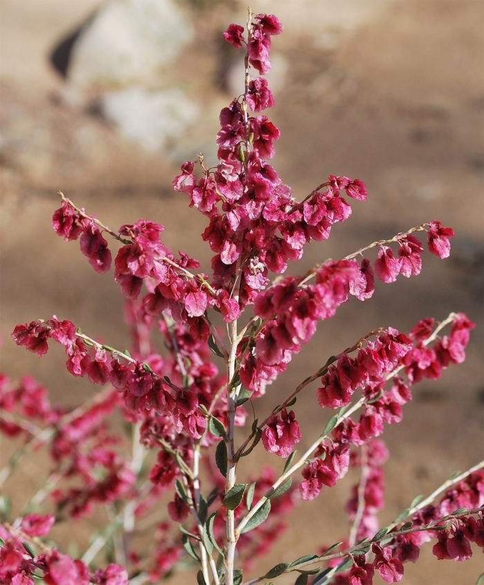 Курчавка отогнутая