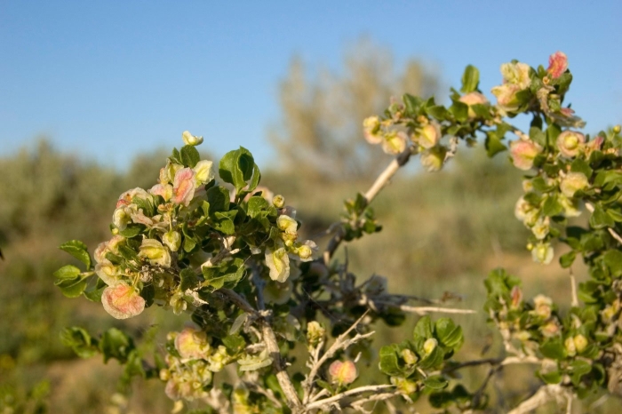 Курчавка колючая