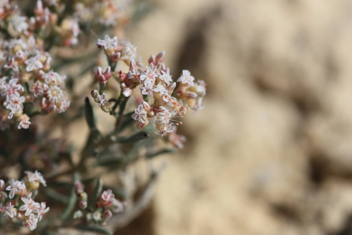 Eriogonum pelinophilum