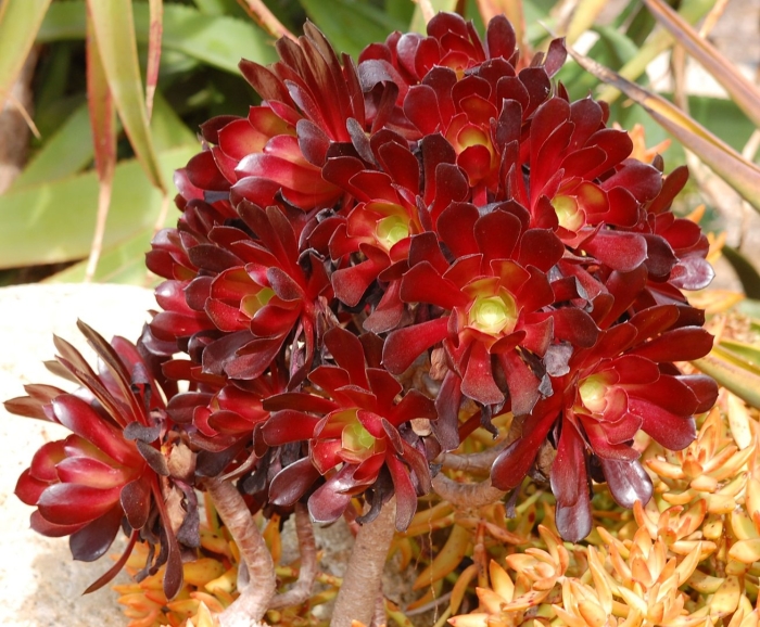 Эониум гарнет